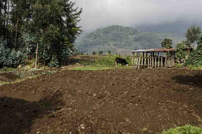 38 - Ruanda - parque nacional de los volcanes - paisaje